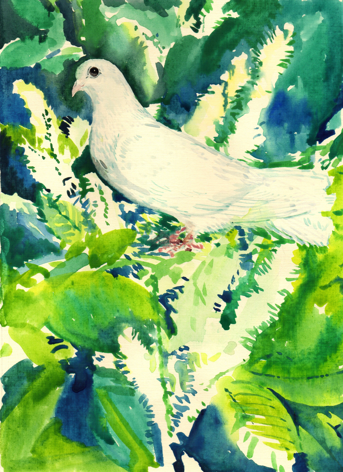 Иллюстрация книги_Е. Либерт_Плодич - мой родной язык_голубь