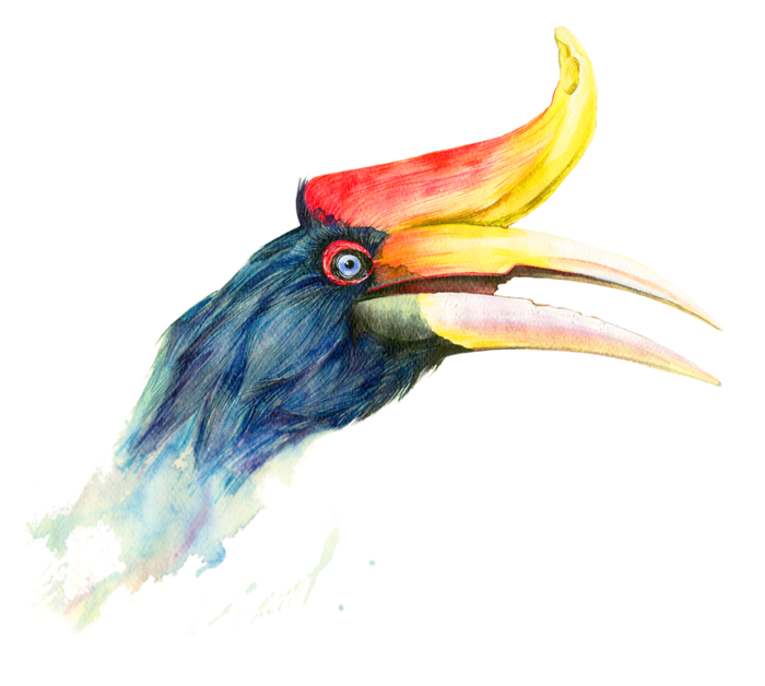 "Buceros rhinoceros"