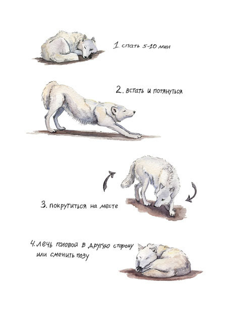 Инструкция "Волчий сон"