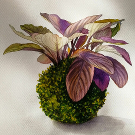 Лагенандра. Растение