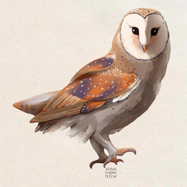 Сова совушка