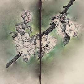 Сакура,например