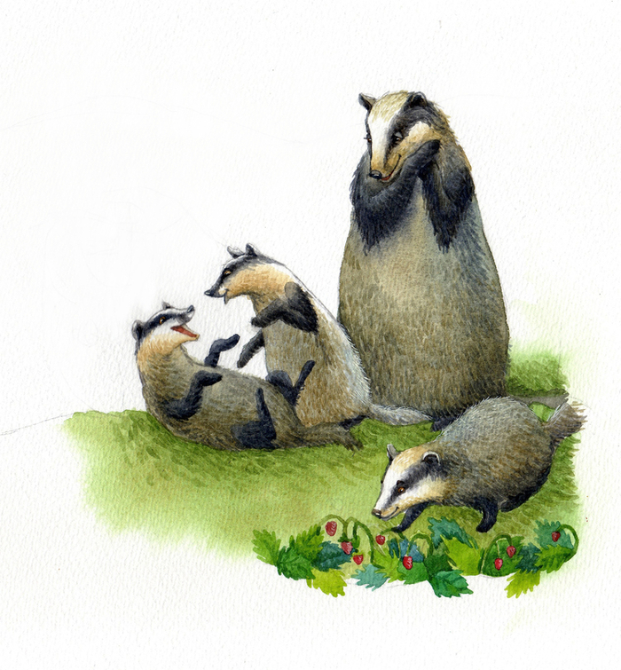 семья барсуков))