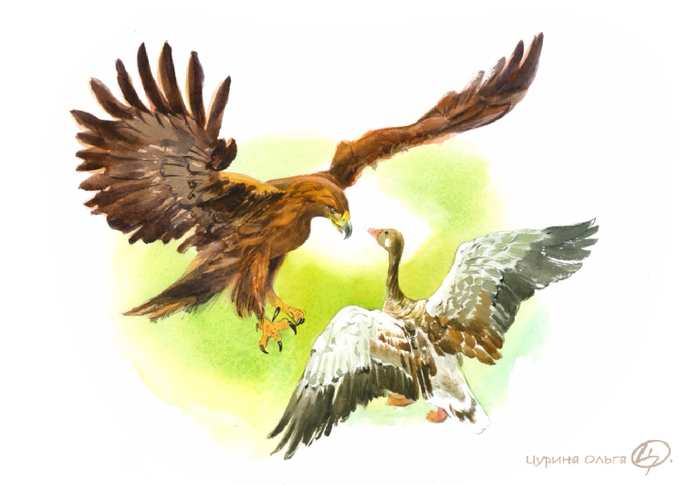 Горго и Акка