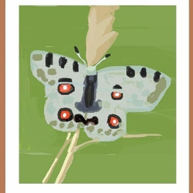 Бабочка Аполлон