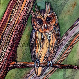 Совушки. Филипинская совка