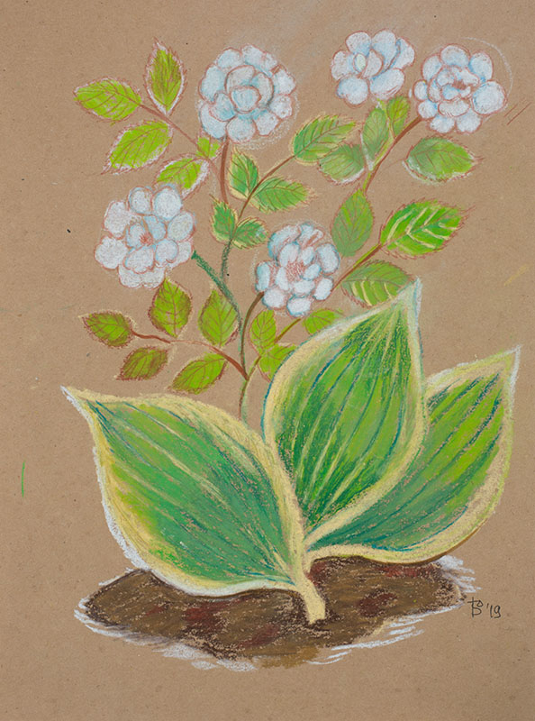 Розы и хоста