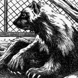 Возвращение росомахи. Илл.17