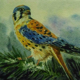 американская пустельга