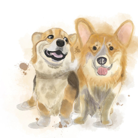 Мои пушистики 