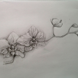 Орхидея - графика