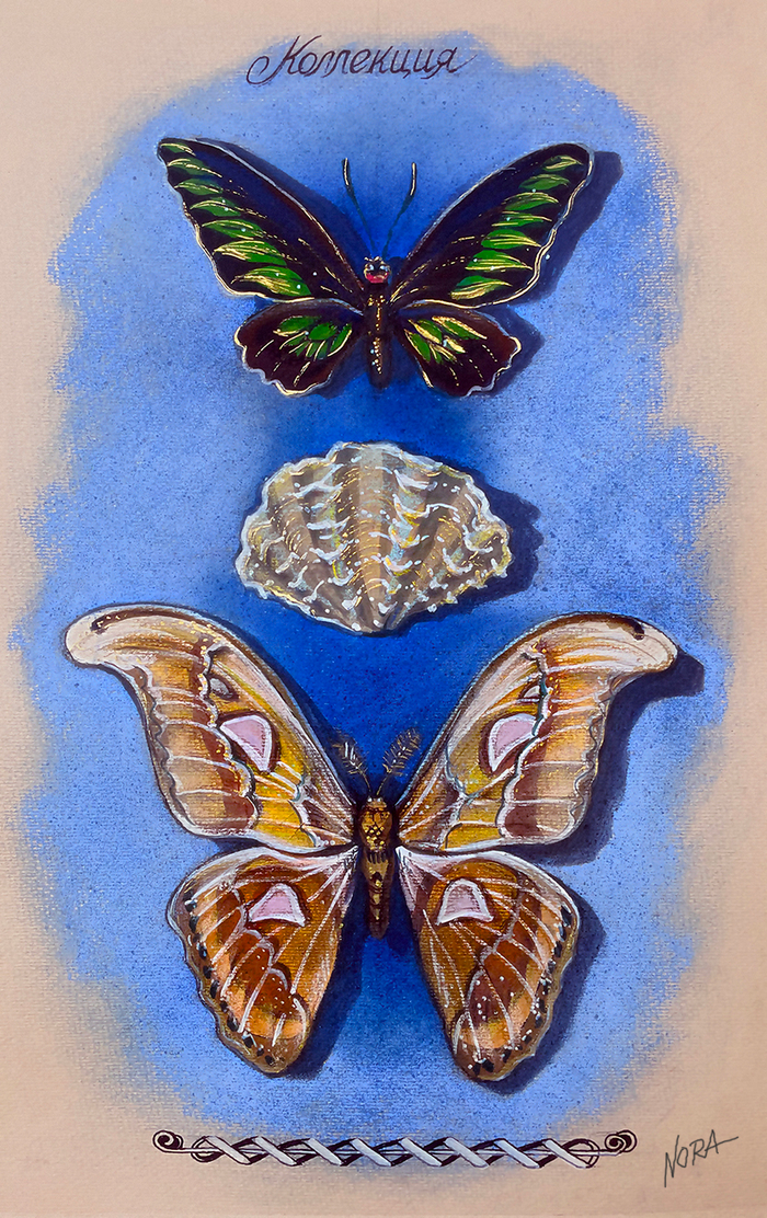 бабочки