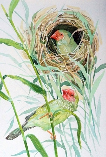 Тросниковые астрильды (лат. Neochmia ruficauda)