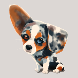 щенок корги 