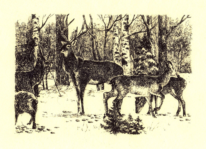 На лесной опушке