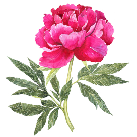 Акварельный пион, ботаническая иллюстрация. 