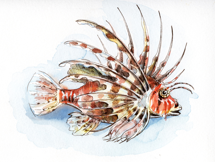 Рыба-крылатка