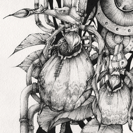 Cypripedium calceolus