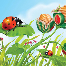 божья коровка