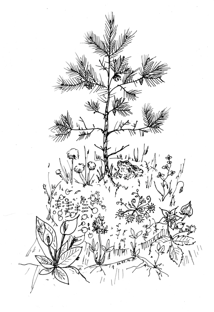 Болотная кочка