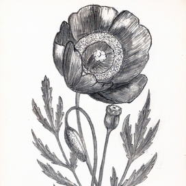 Цветок мака