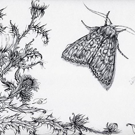 Чертополох и бабочка