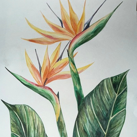 Ботаническая живопись 