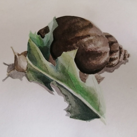 Улитка с одуванчиком