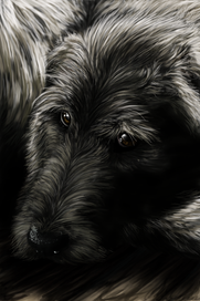 Серый пес