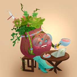 Суккулент Аврора