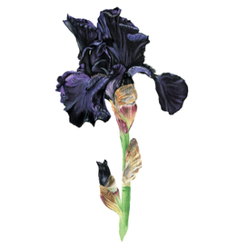 Ирис темный