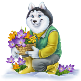 Хаски с крокусами