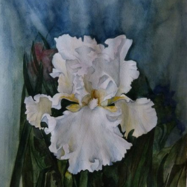 белый ирис
