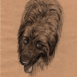 Портрет леонбергера