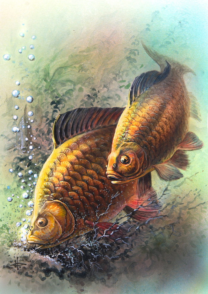 Золотой карась...