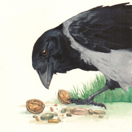 Серая ворона