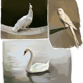 Птицы-альбиносы