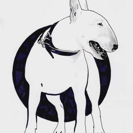 Белый бультерьер