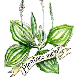 Подорожник большой. Plantago major