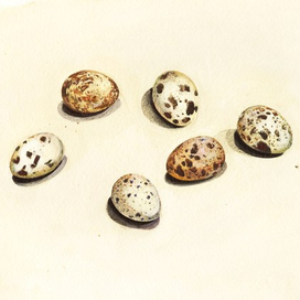 Перепелиные яйца.