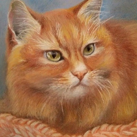 портрет кота