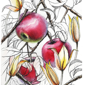 Яблоки и дикий тюльпан