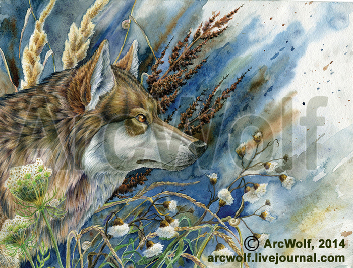 Волк. Позднее лето