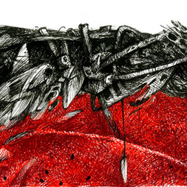 Случайная встреча черного и красного