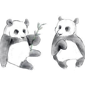 Акварельные панды