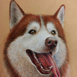 Husky