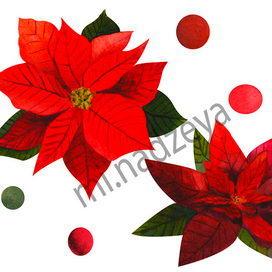 Пуансеттия на белом фоне