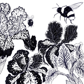 ботаническая иллюстрация #1 