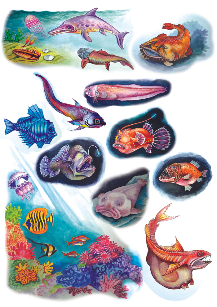 энциклопедия моря