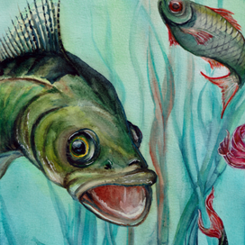 Судак. Иллюстрация к сказке "Почему рыбы молчат", Б. Заходер